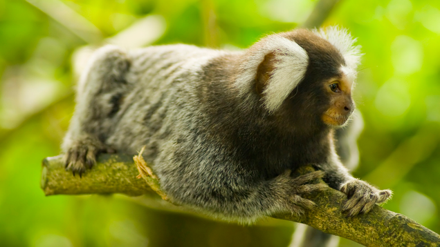 Illustration for article titled A Small Cocktail Hour Will Be Held At The Conclusion Of This List Of Adorable Marmosets